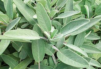 Naturopatski nasveti (210)