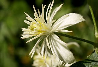 Naturopatski nasveti (304)