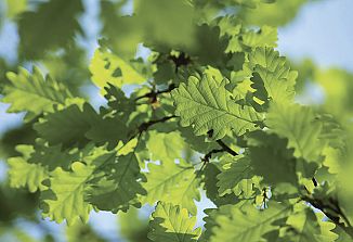 Naturopatski nasveti (316)