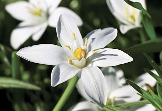 Naturopatski nasveti (323)