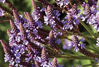 Naturopatski nasveti (325)