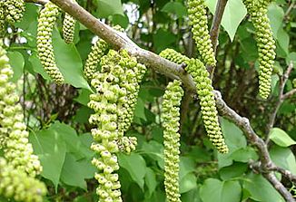 Naturopatski nasveti (327)