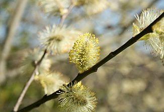 Naturopatski nasveti (332)