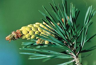 Naturopatski nasveti (350)