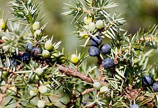 Naturopatski nasveti (373)