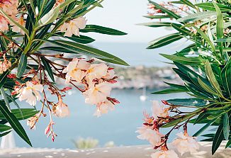 Oleander